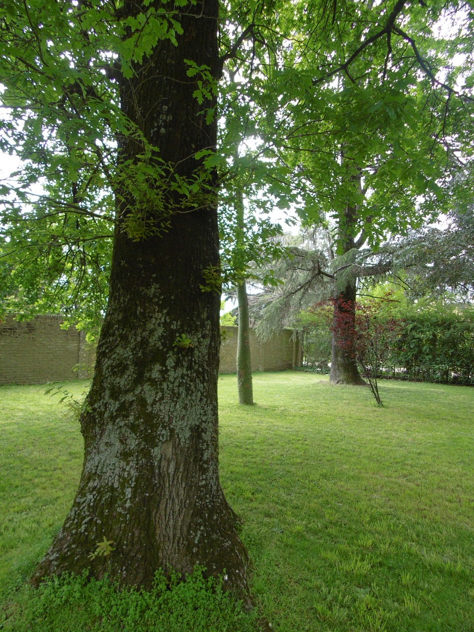 tree nature trunk free photo