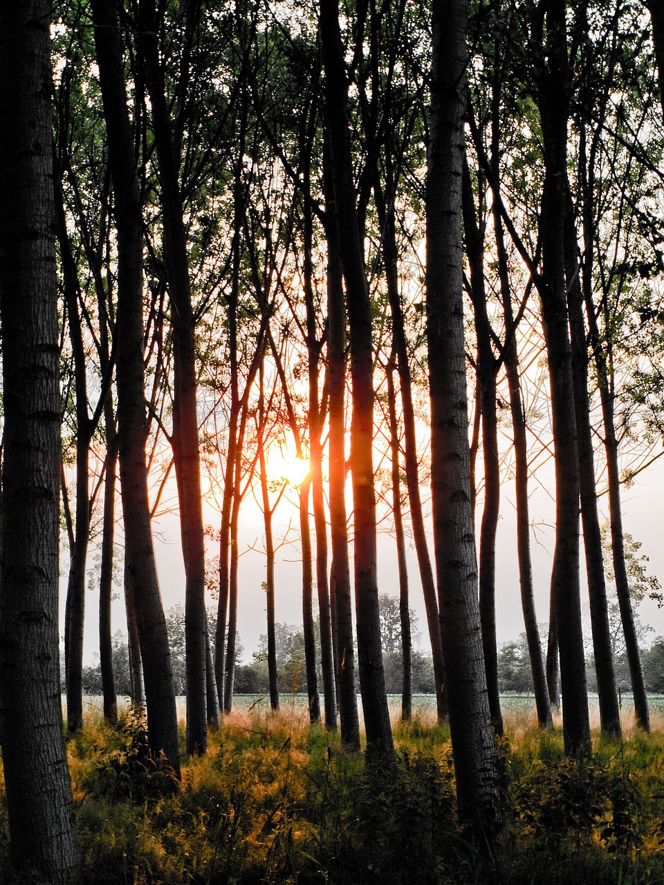 tree forest landscape free photo