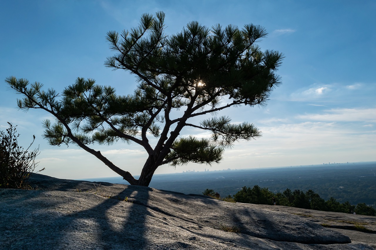 tree sunlight branches free photo