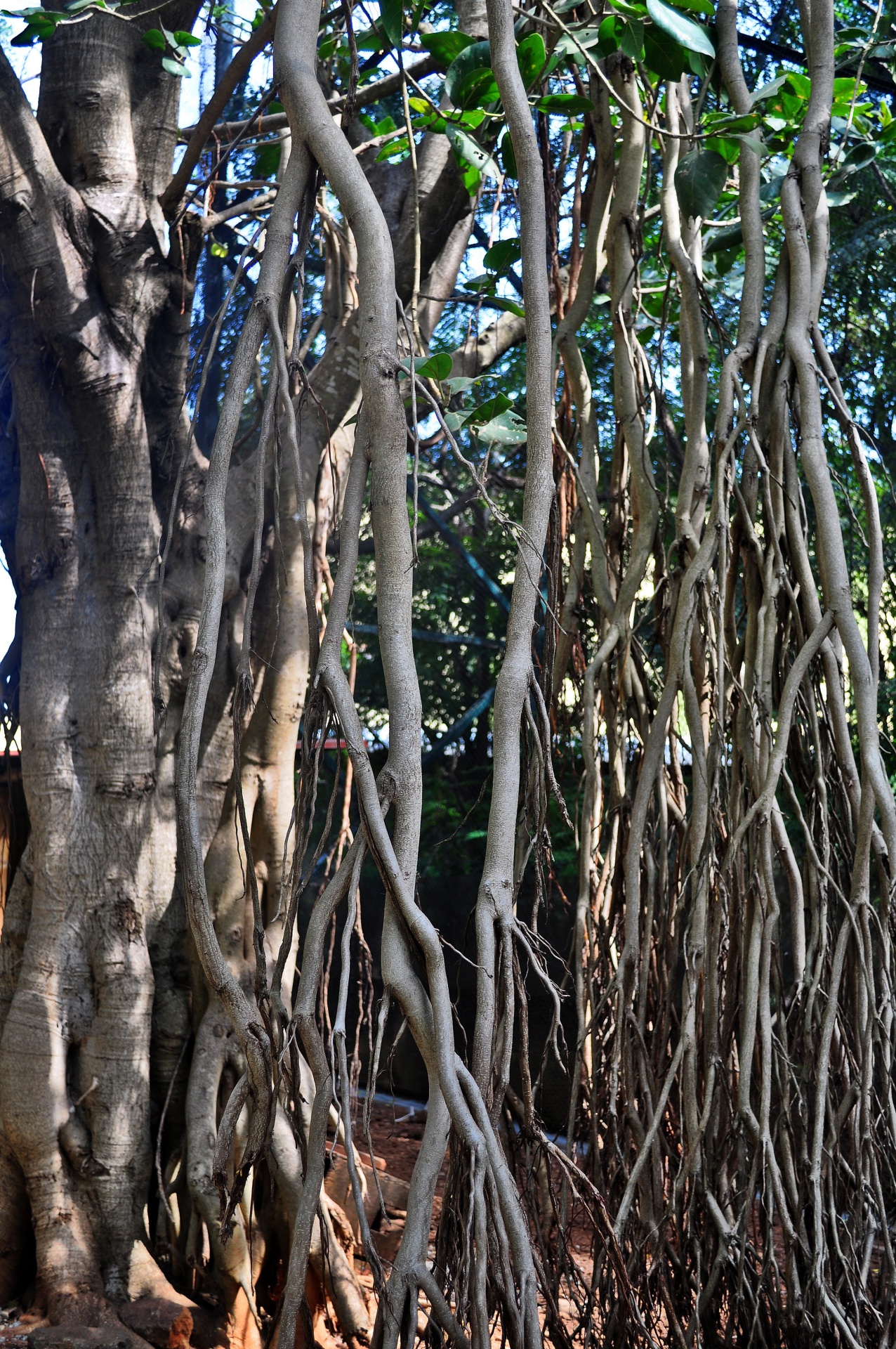 roots tree nature free photo