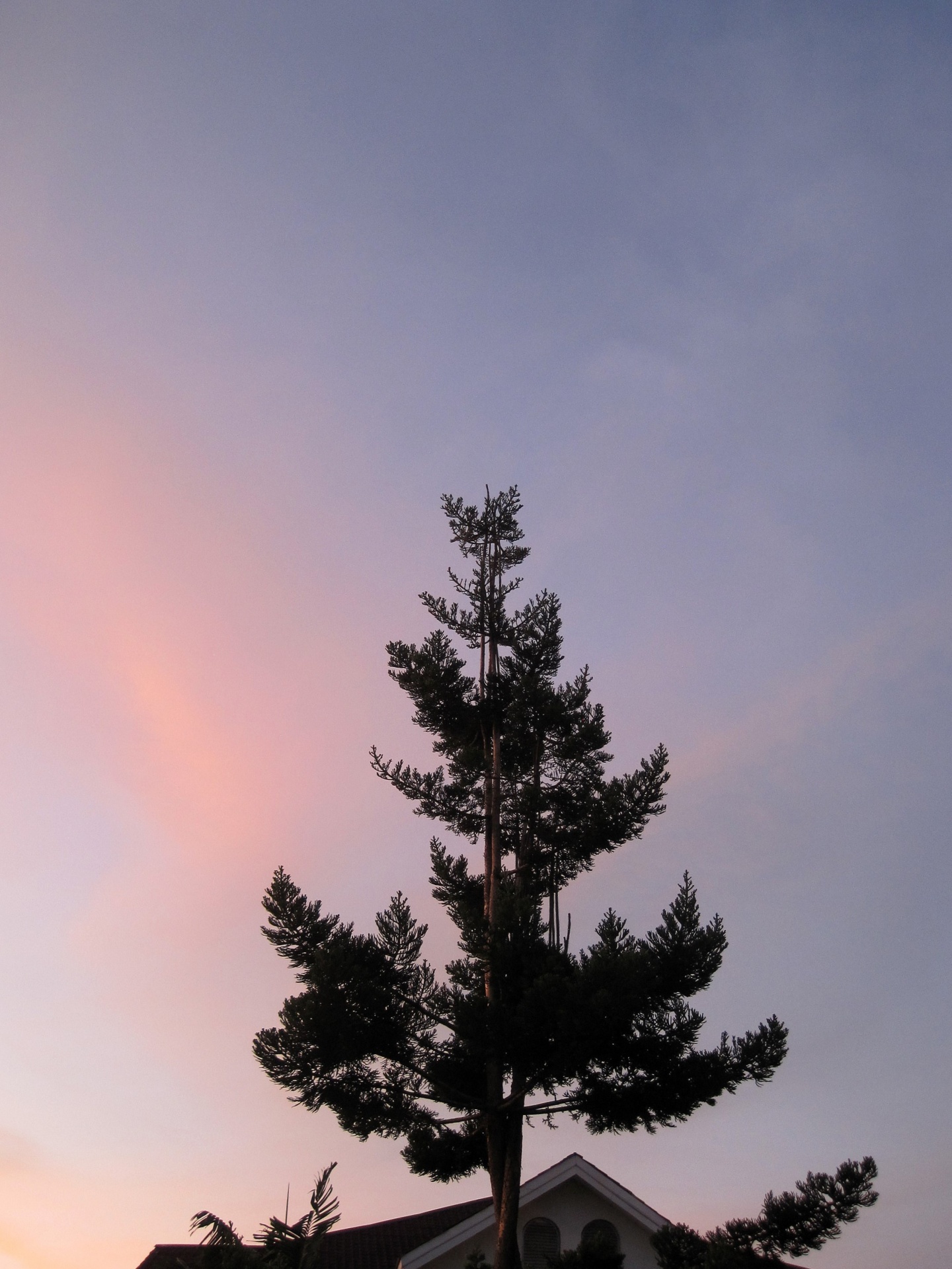 tree sky rosy free photo