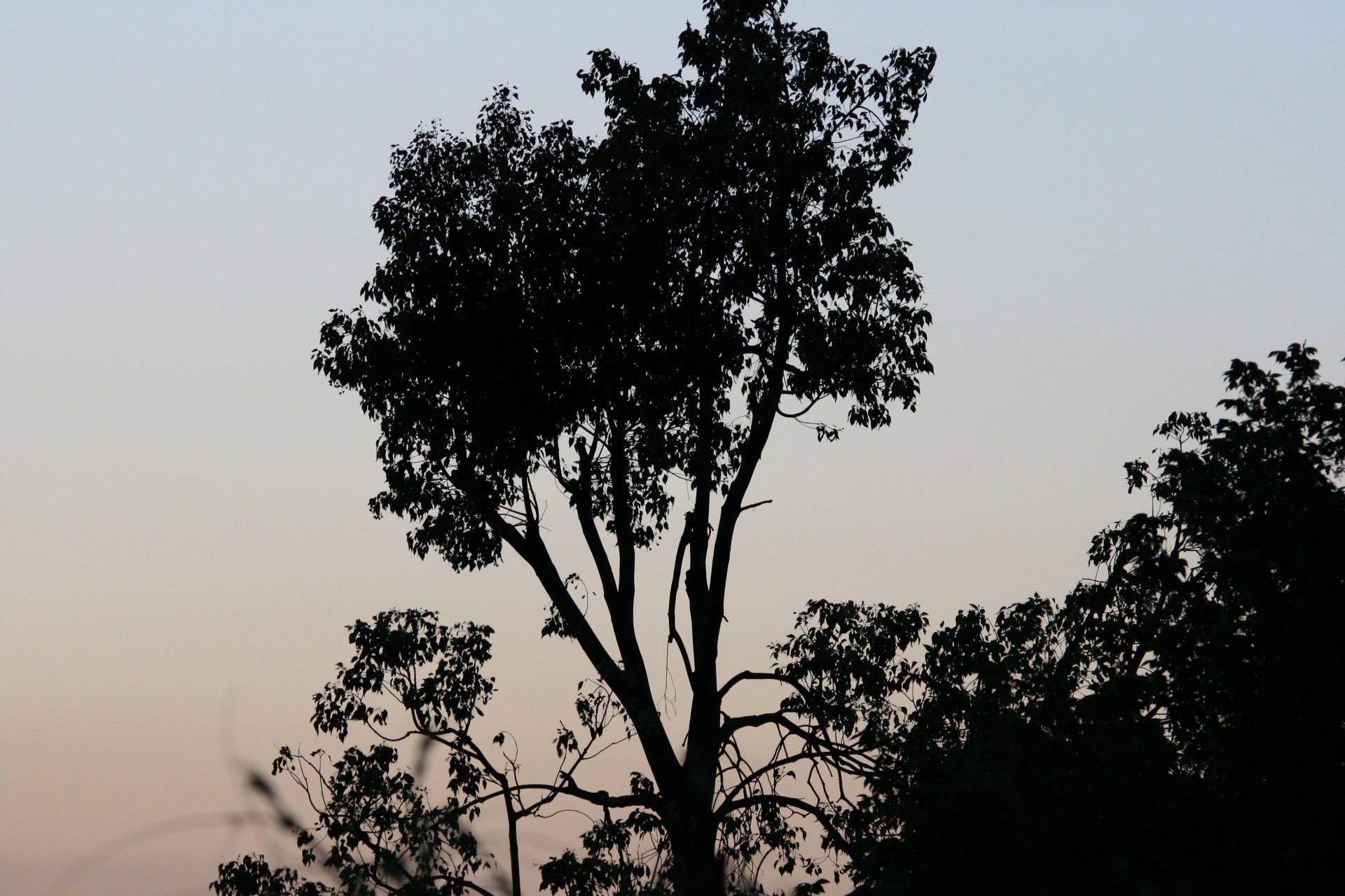 tree pink sky free photo