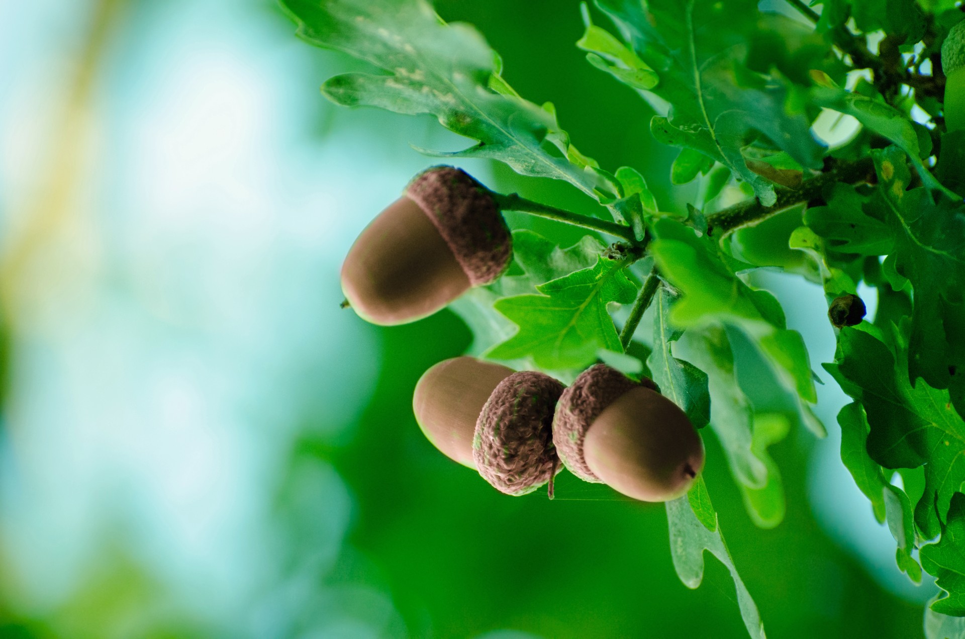 acorn autumn autumnal free photo