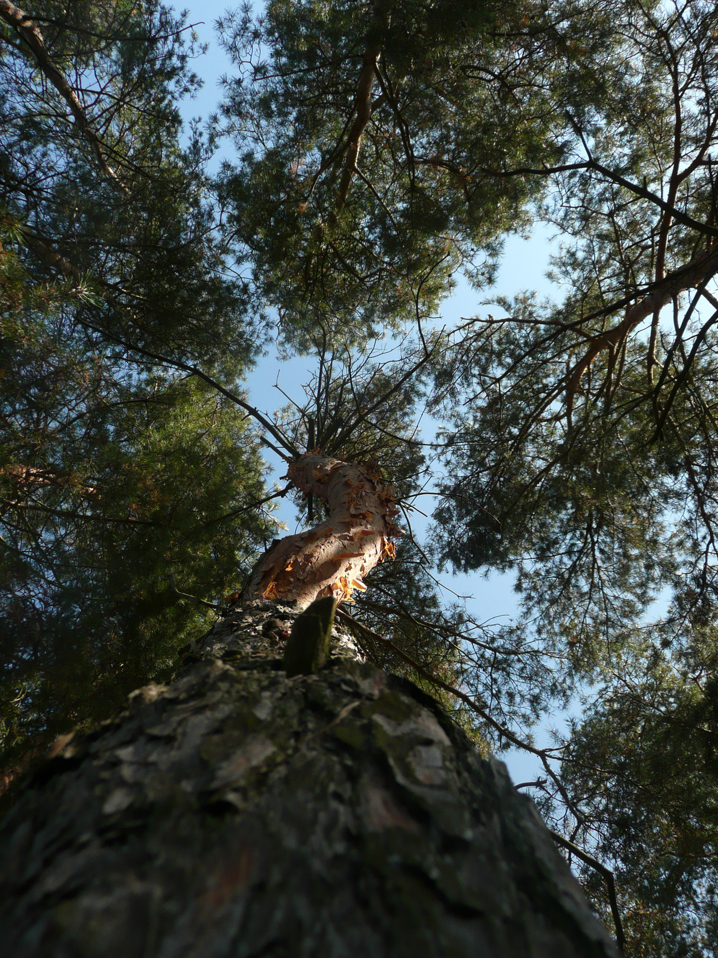 trees sky conifers free photo