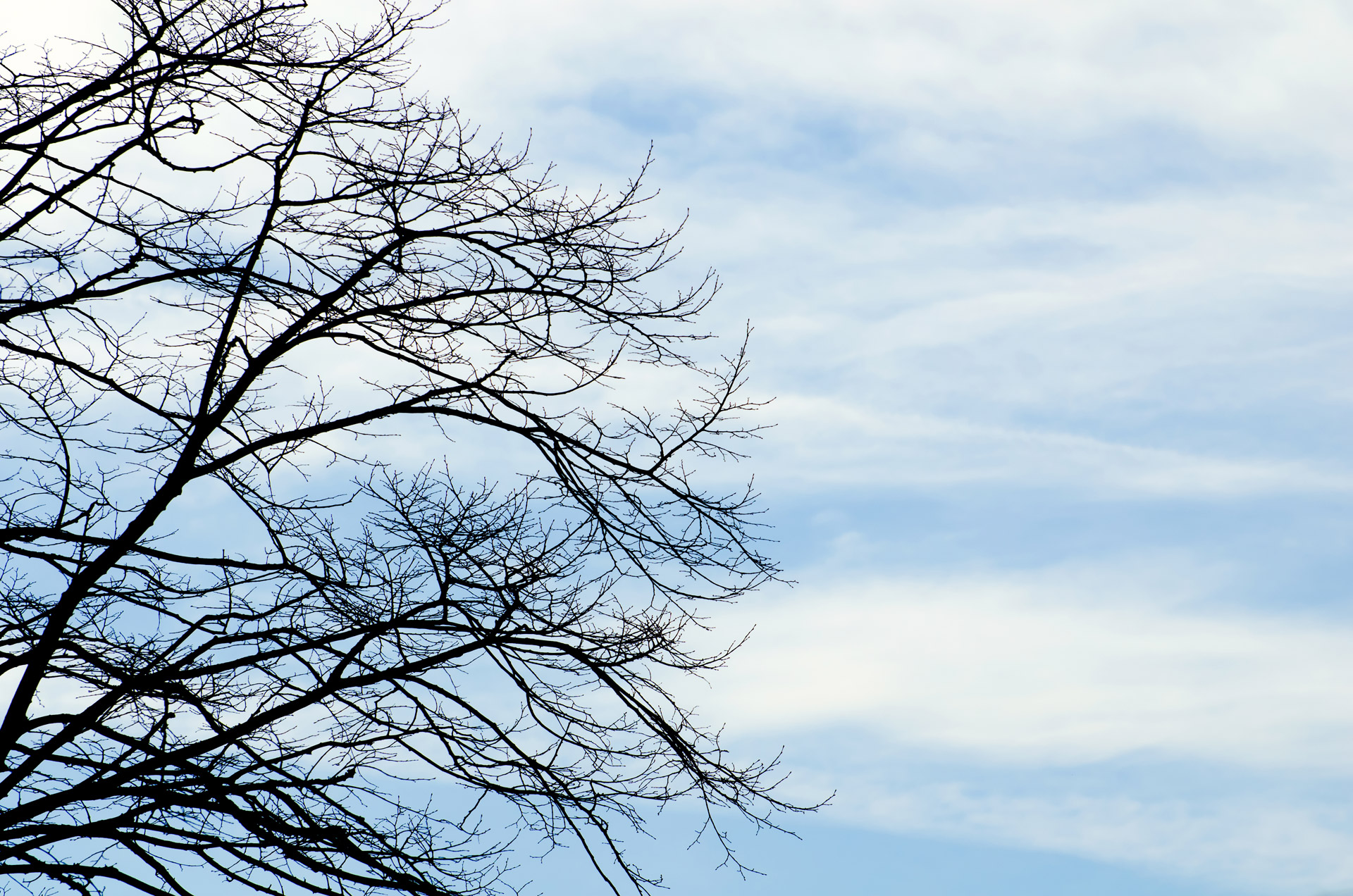 tree blue sky free photo