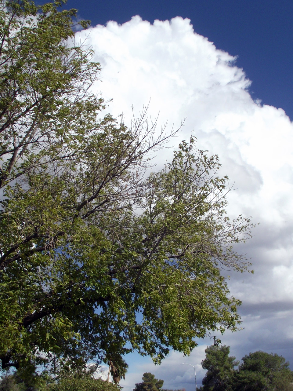 green tree white free photo