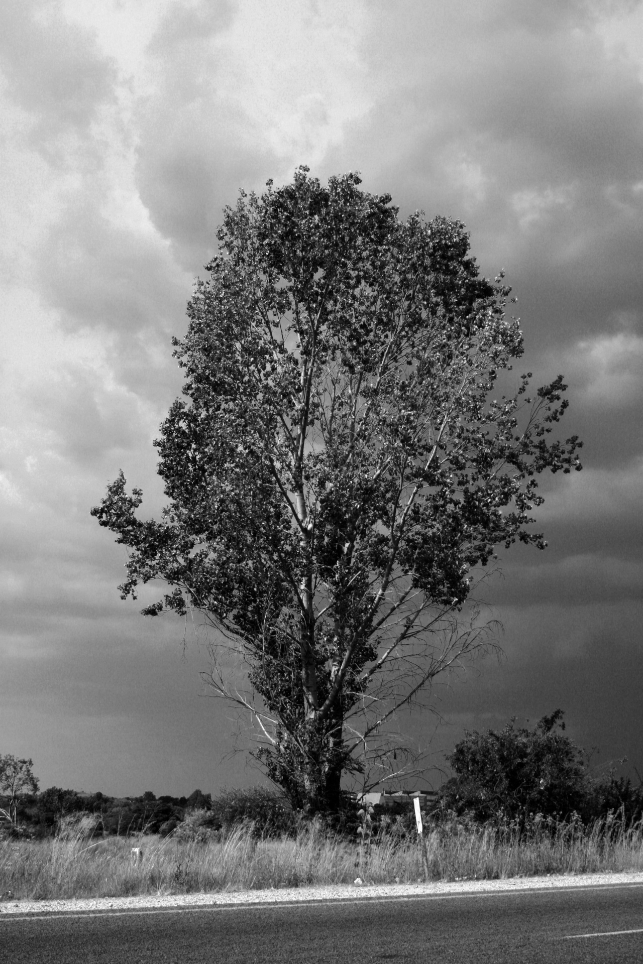 tree clouds road free photo