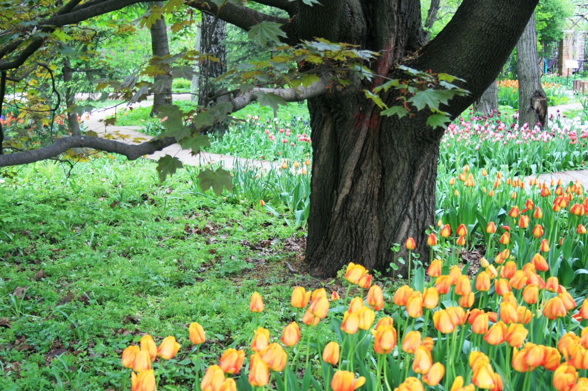 botanical gardens moscow free photo