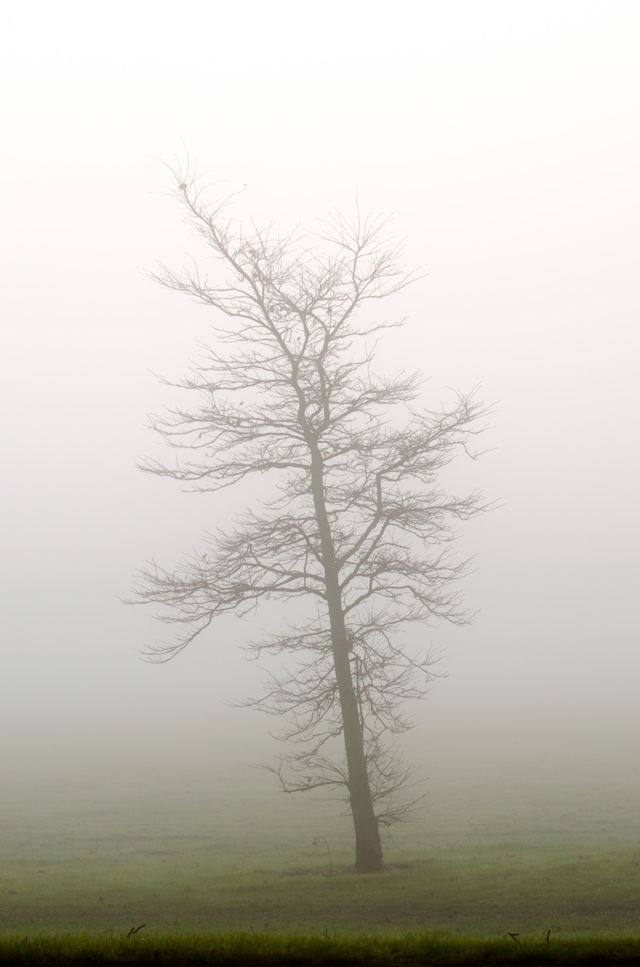 tree trees fog free photo