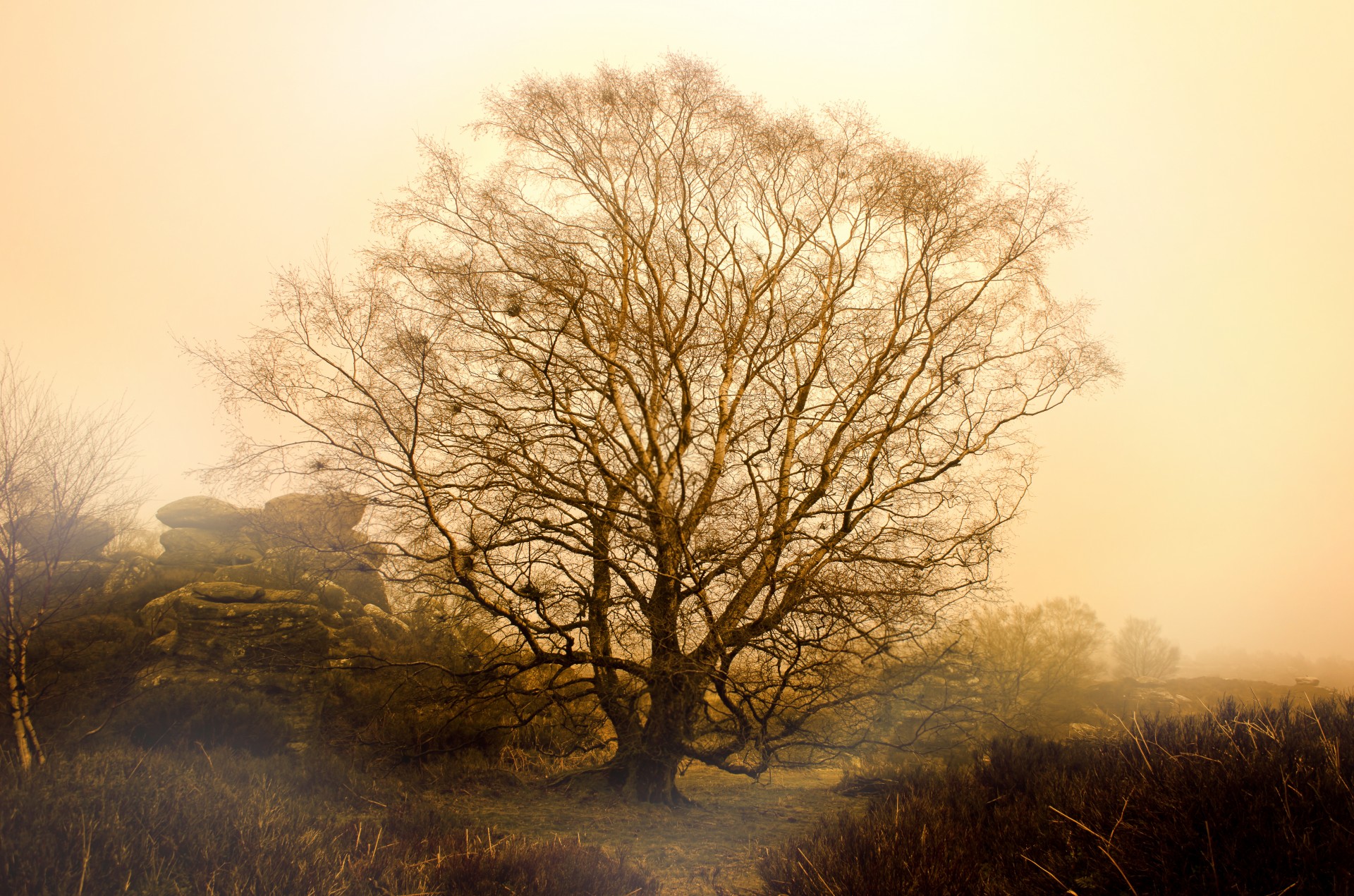 tree trees fog free photo