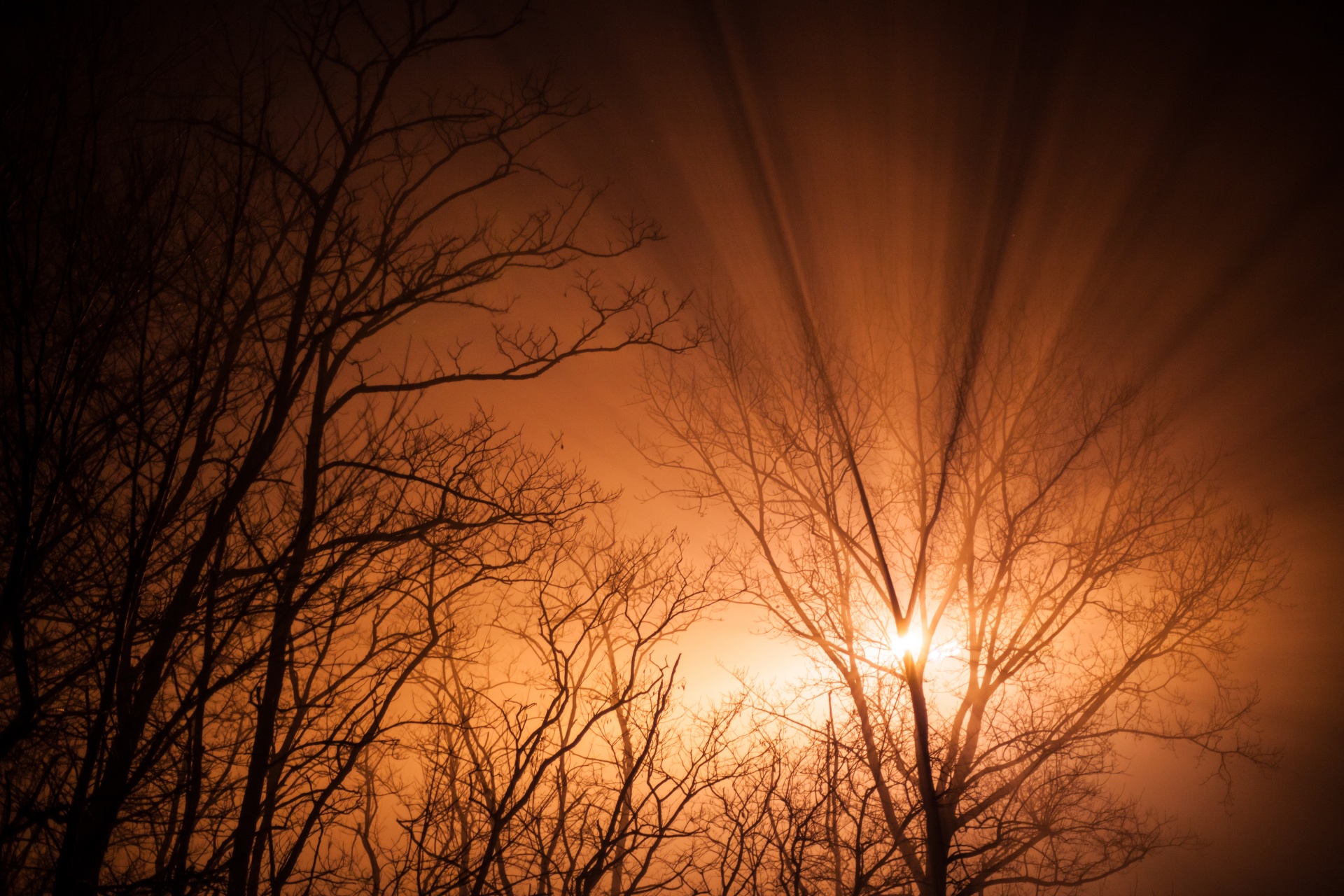 tree light fog free photo