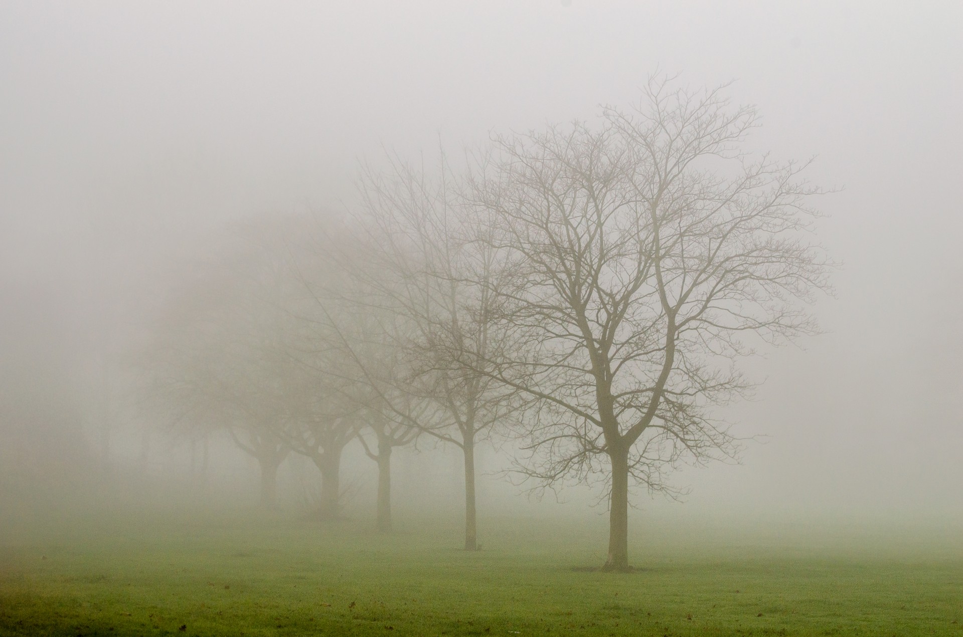 tree trees fog free photo