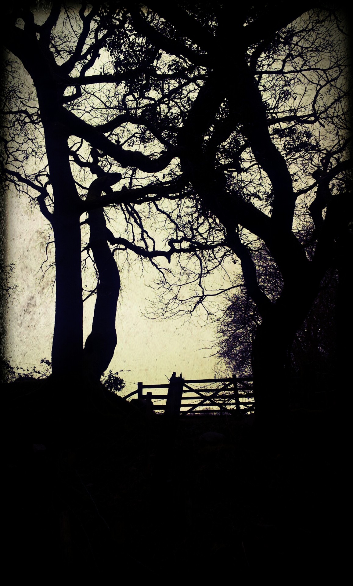 silhouette tree gate free photo