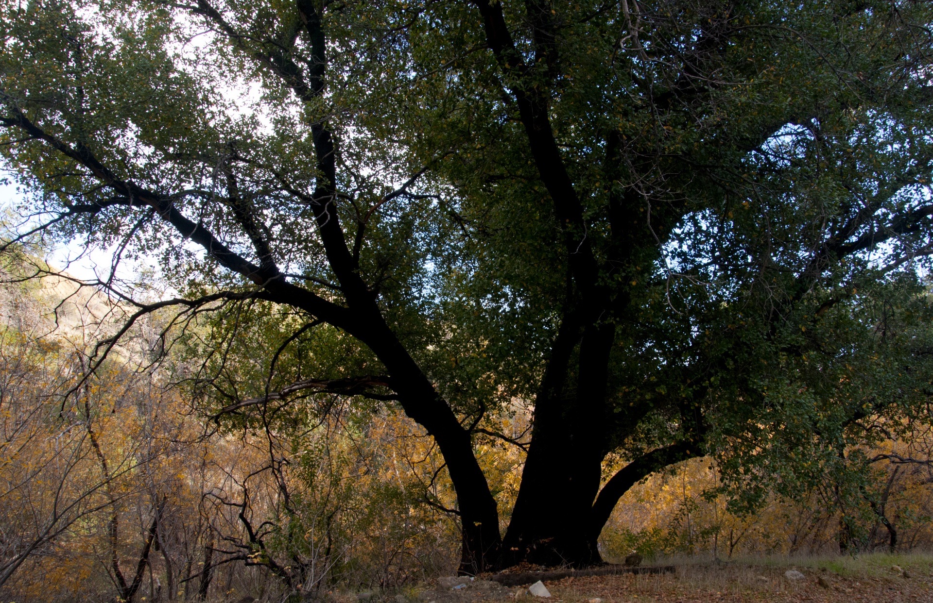 tree trees landscape free photo