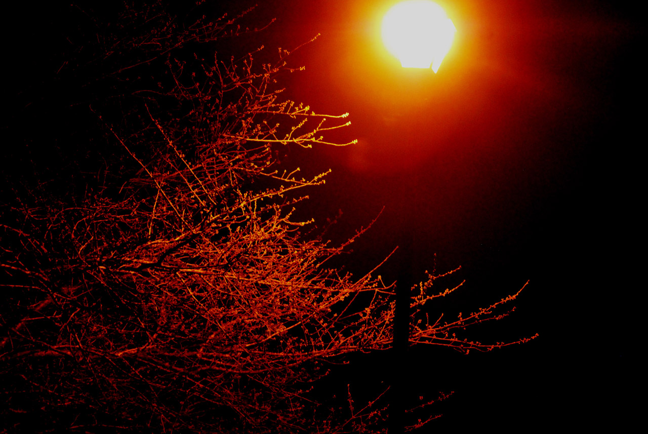 tree lamp post free photo