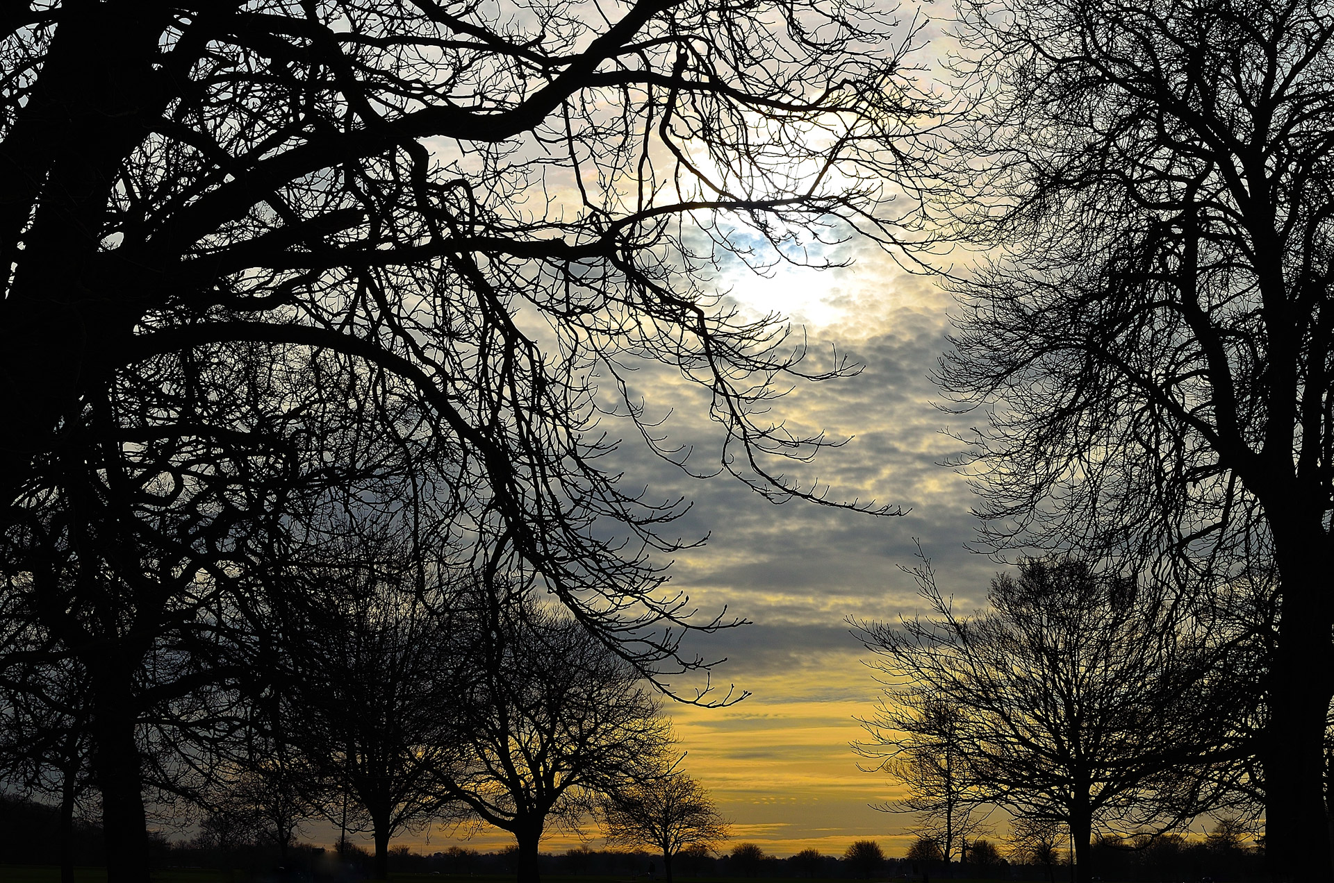 tree sun nature free photo