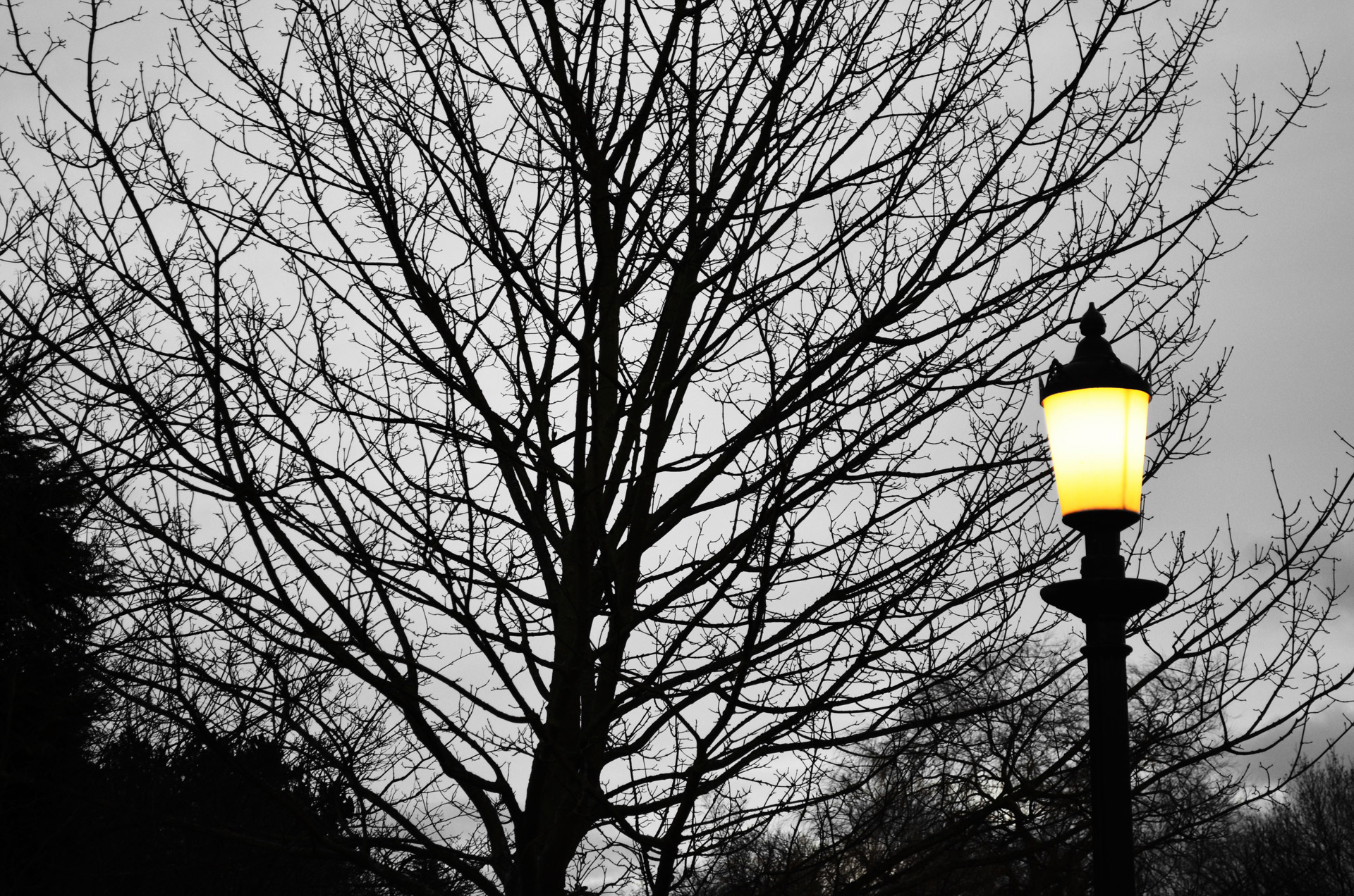 tree lamp light free photo