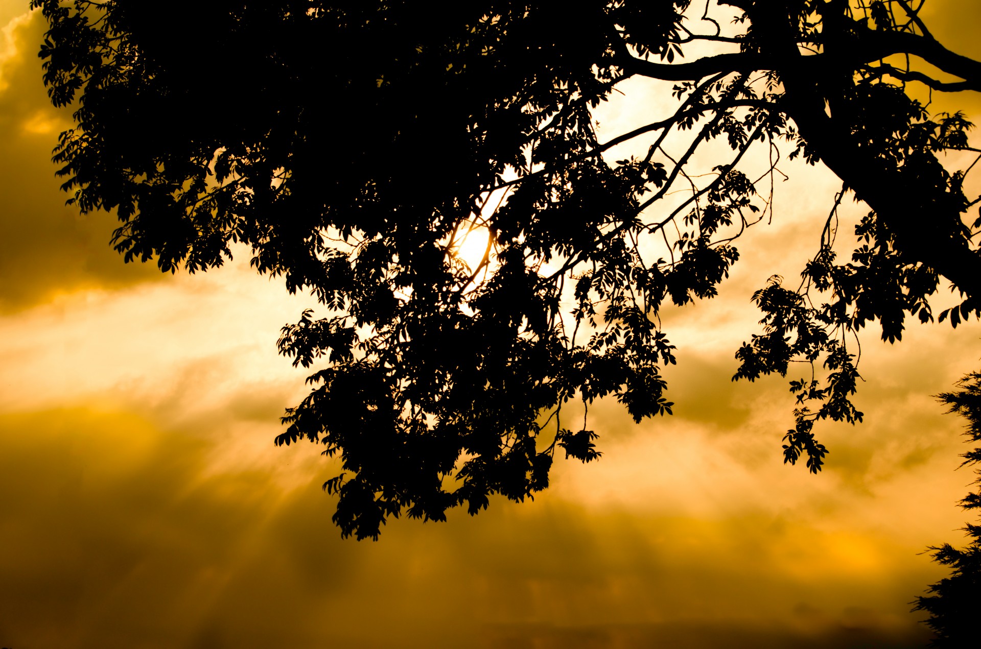 tree sunset leaf free photo