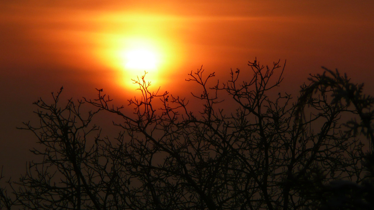 tree setting sun free photo