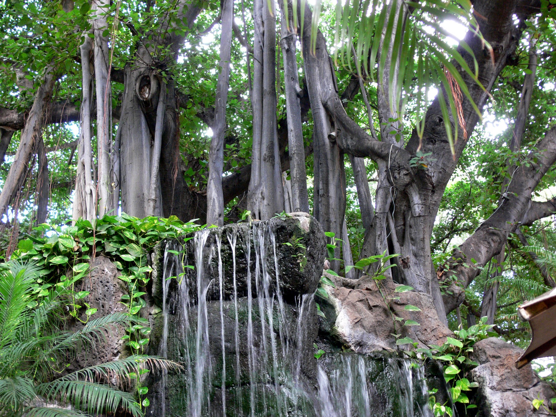 tree waterfall water free photo