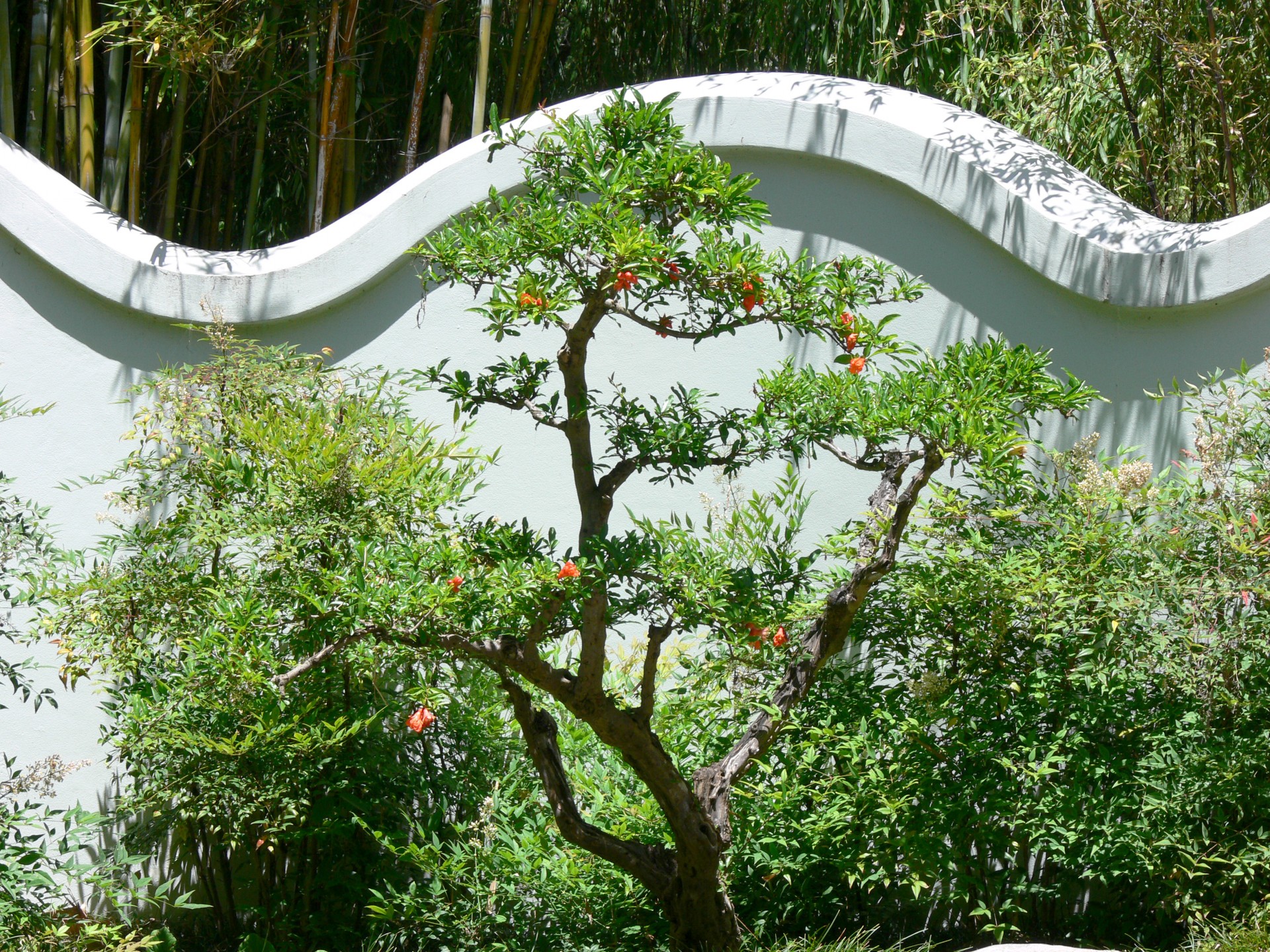 wall tree white free photo