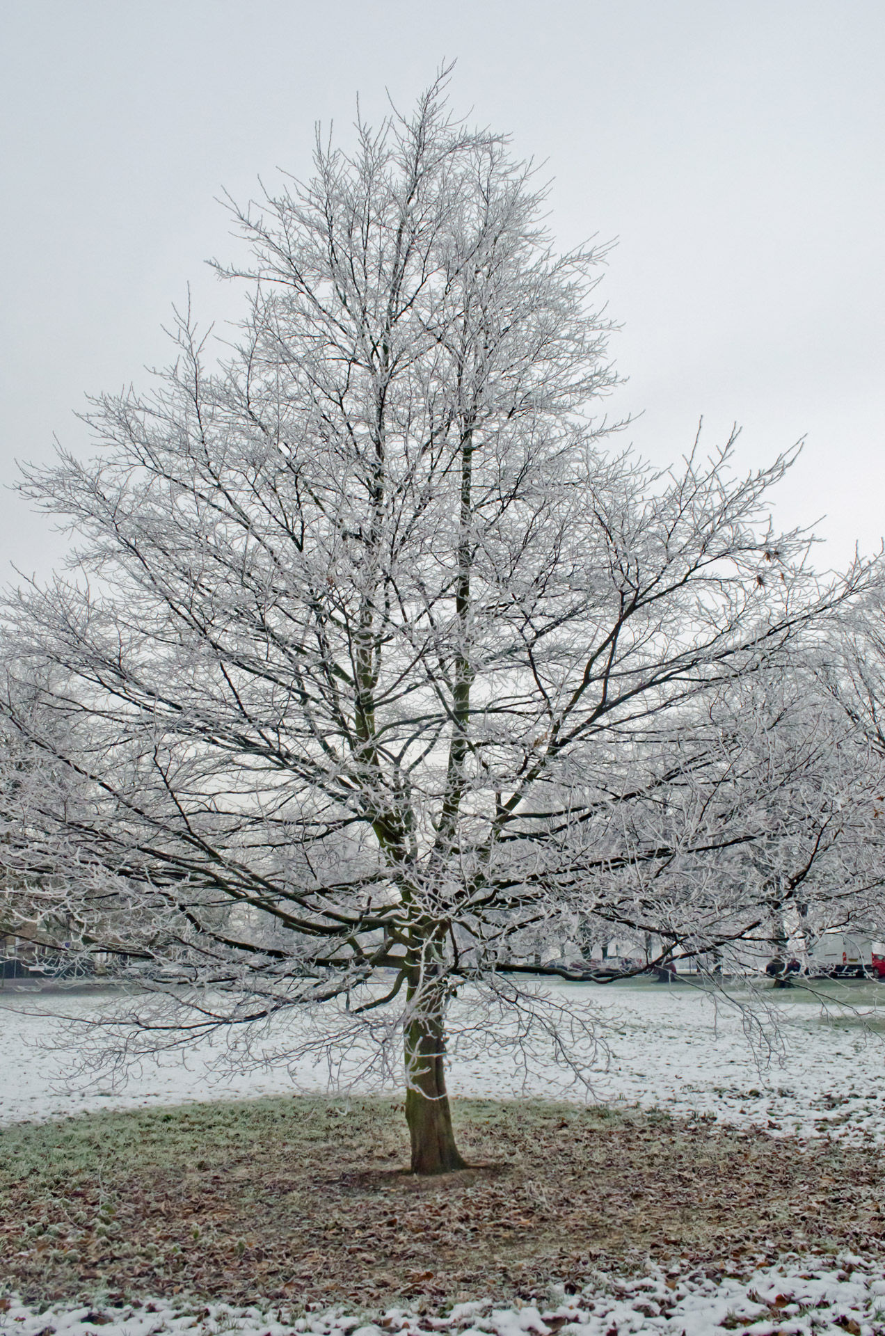 winter frost snow free photo