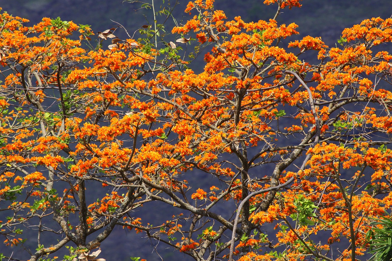 tree araguaney tree orange free photo