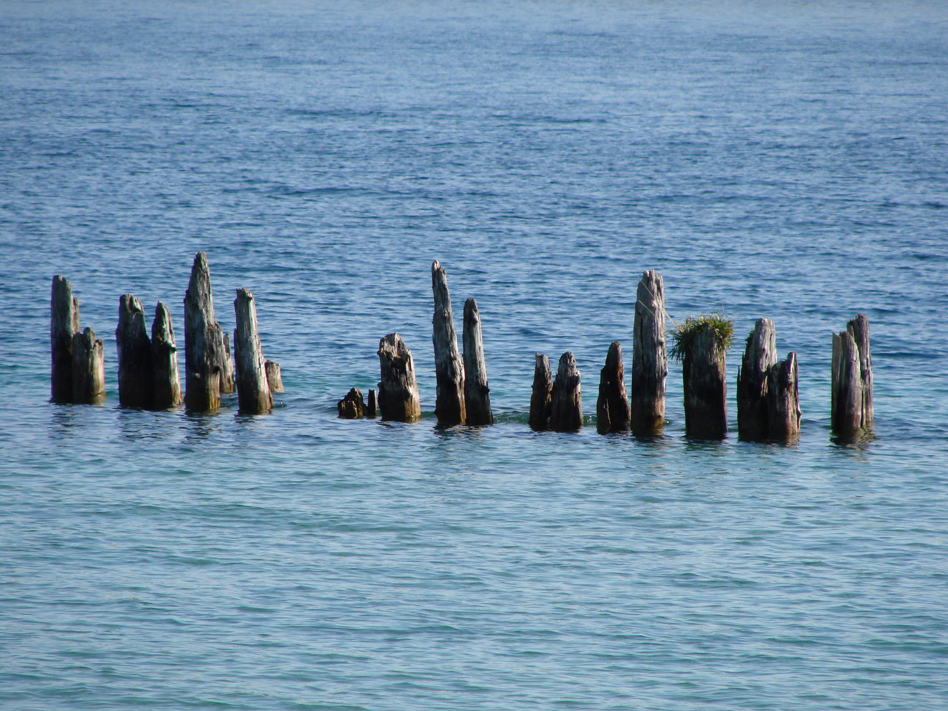 tree stumps water lake free photo