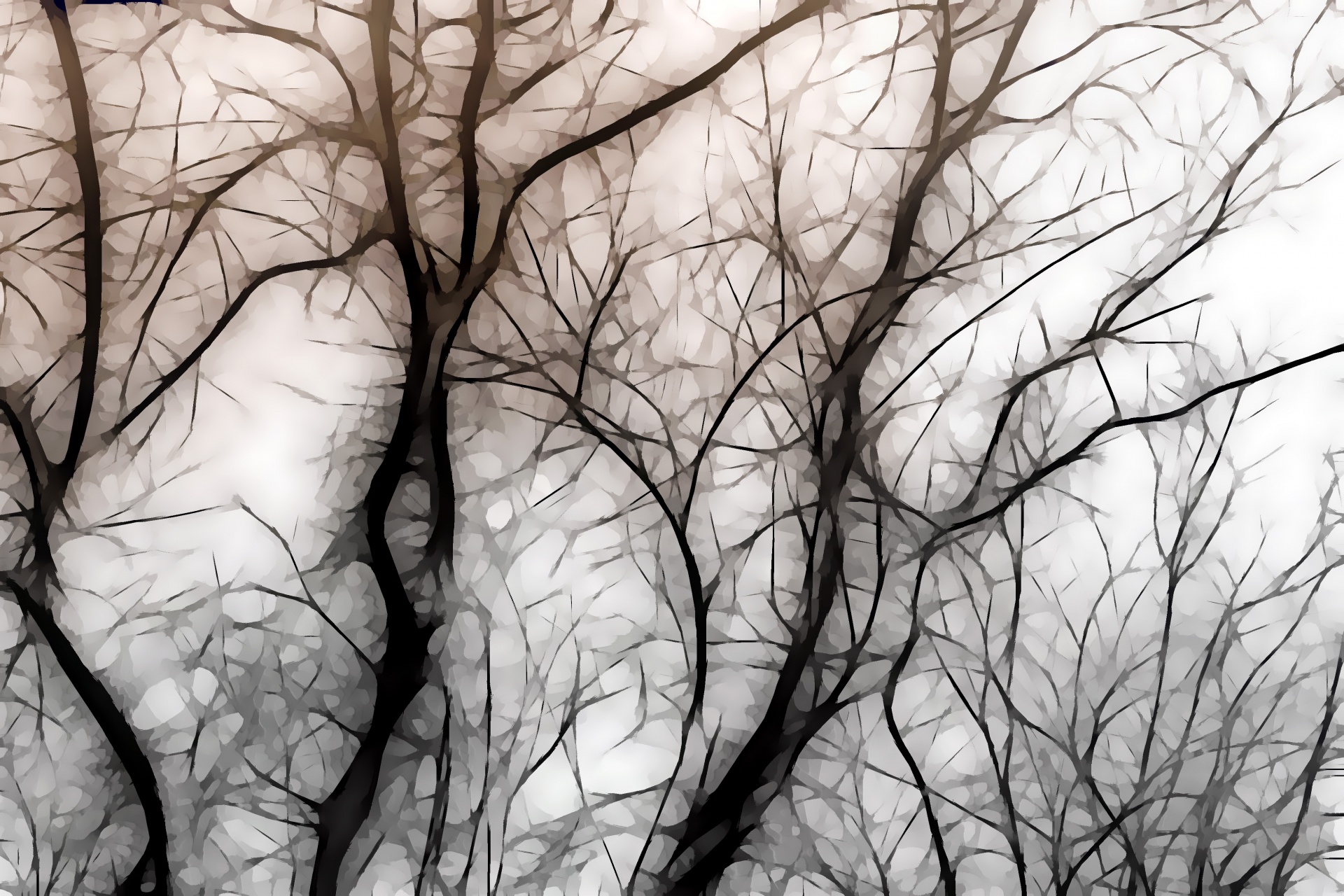 trees artistic branches free photo