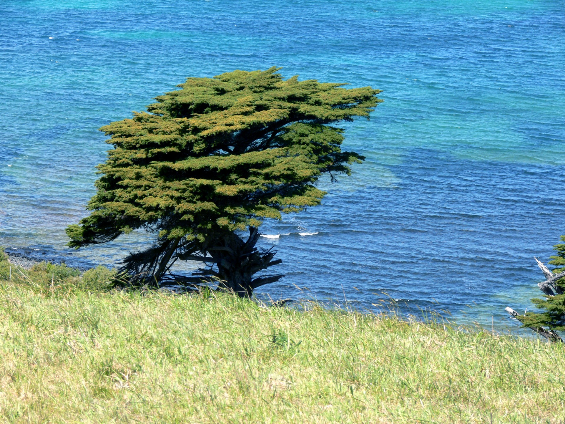 evergreen tree leaning free photo