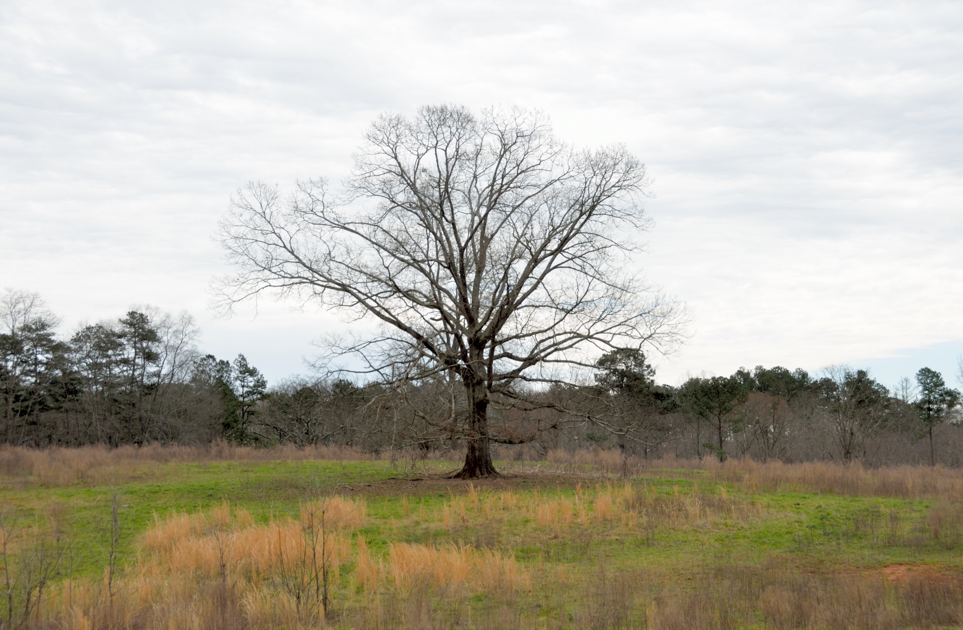 barren tree rural free photo
