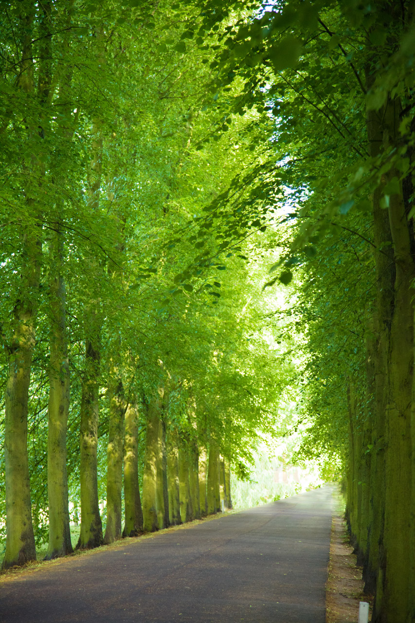 alley avenue canopy free photo