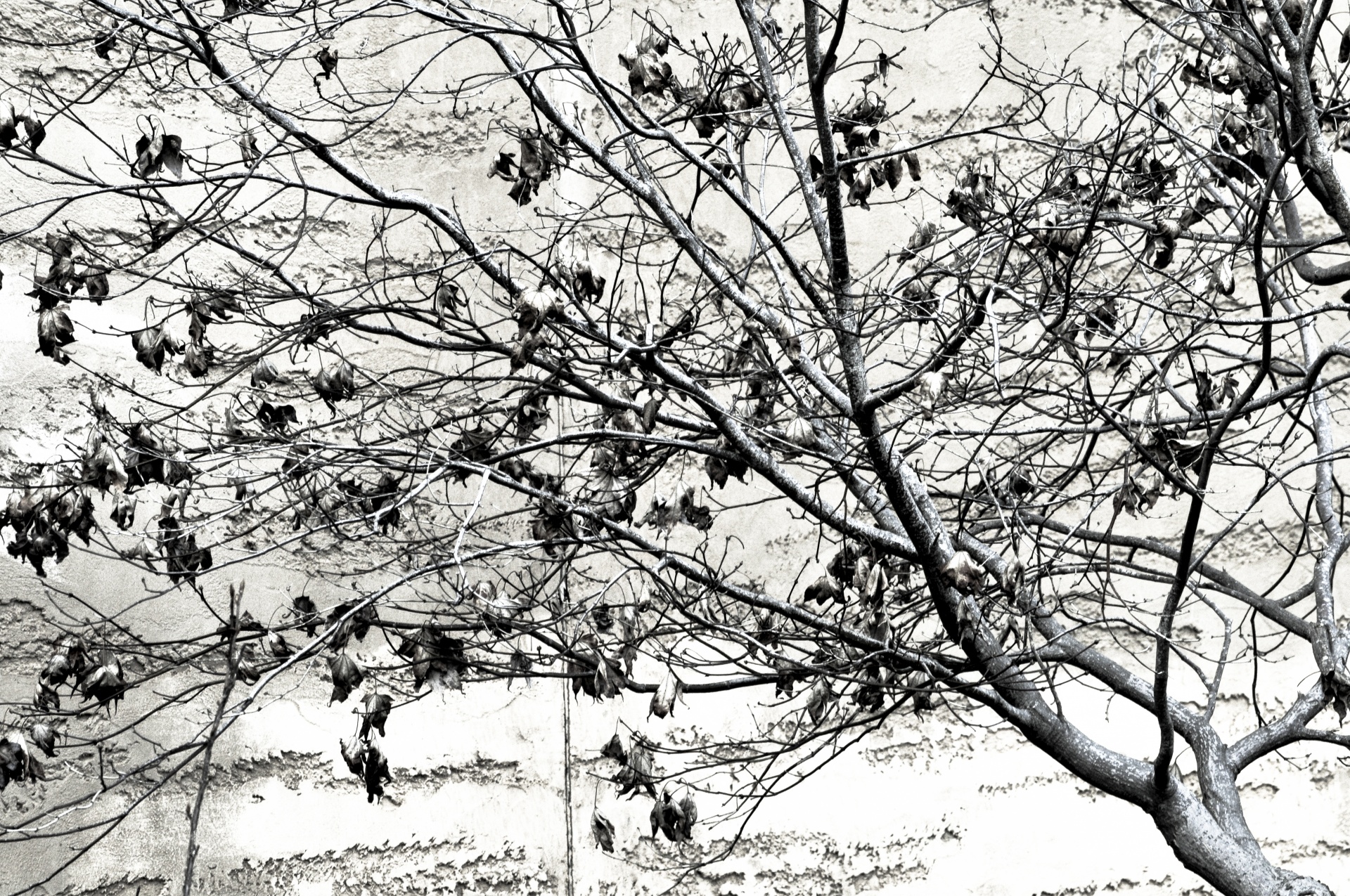 background tree black white free photo