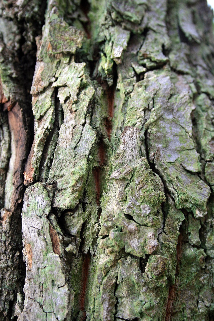 tree bark bark tree free photo