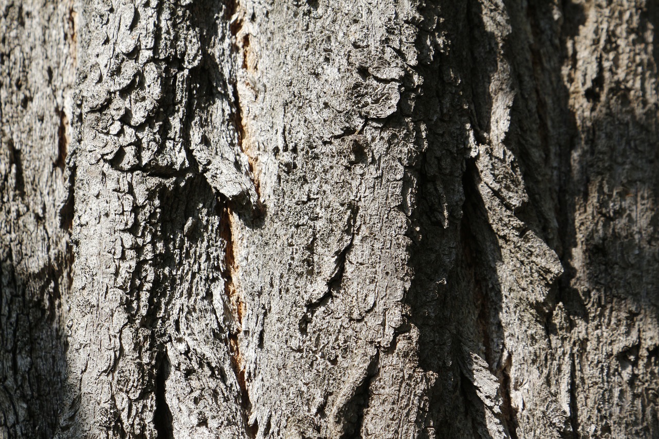 tree bark bark texture free photo