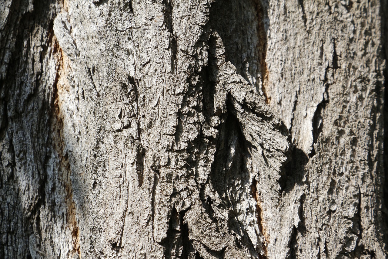 tree bark bark texture free photo