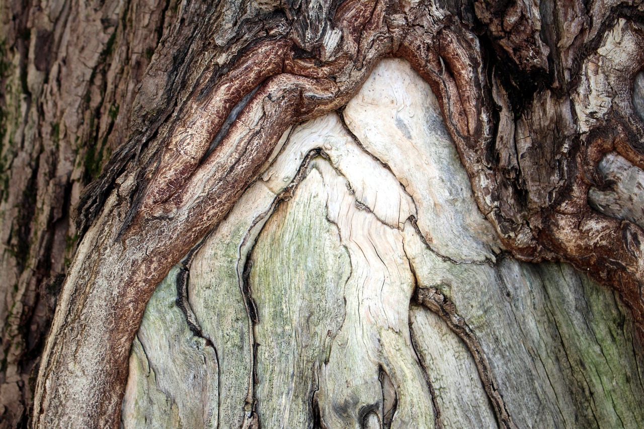 tree bark log close free photo