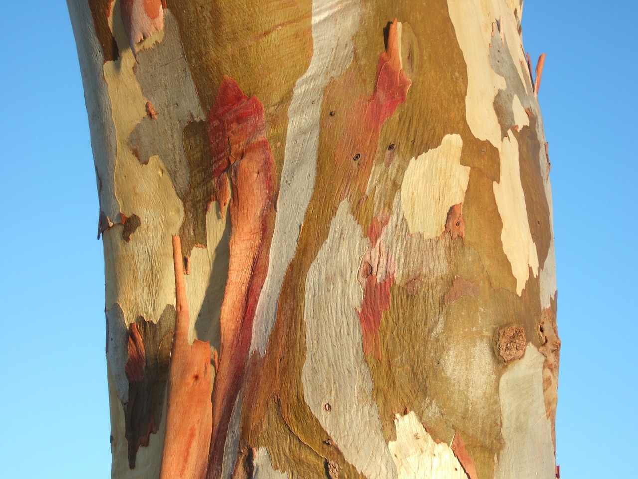 tree bark australia eucalypt free photo