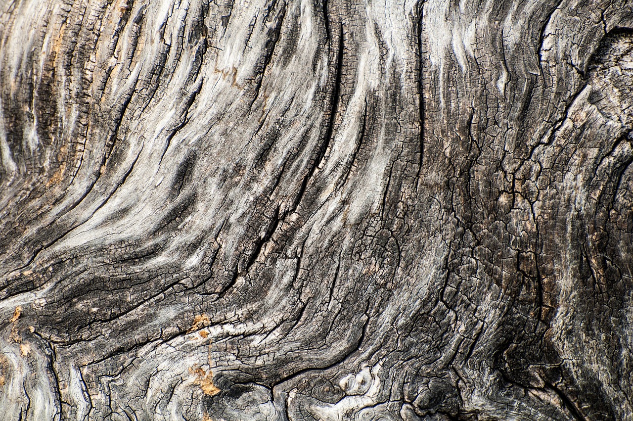 tree bark wood texture background free photo
