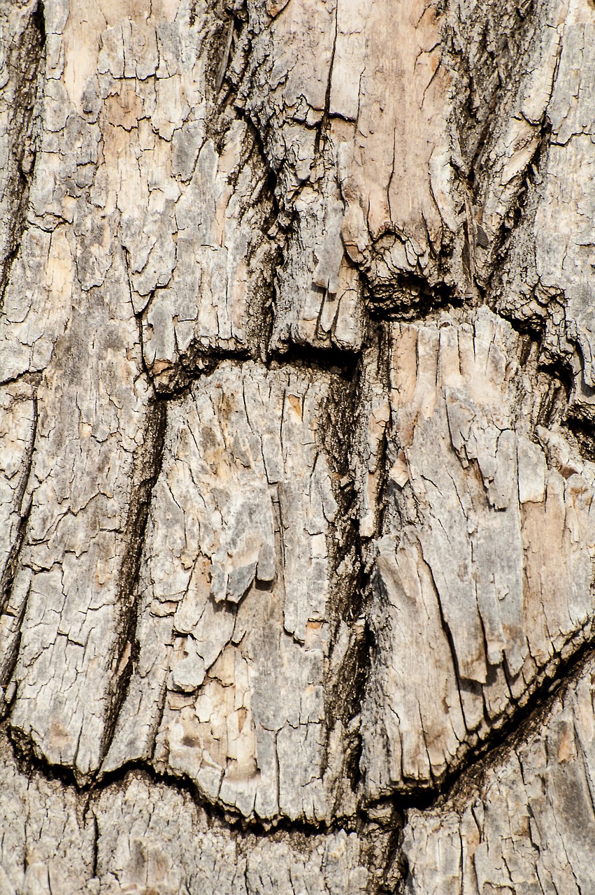 tree bark wood cracked free photo