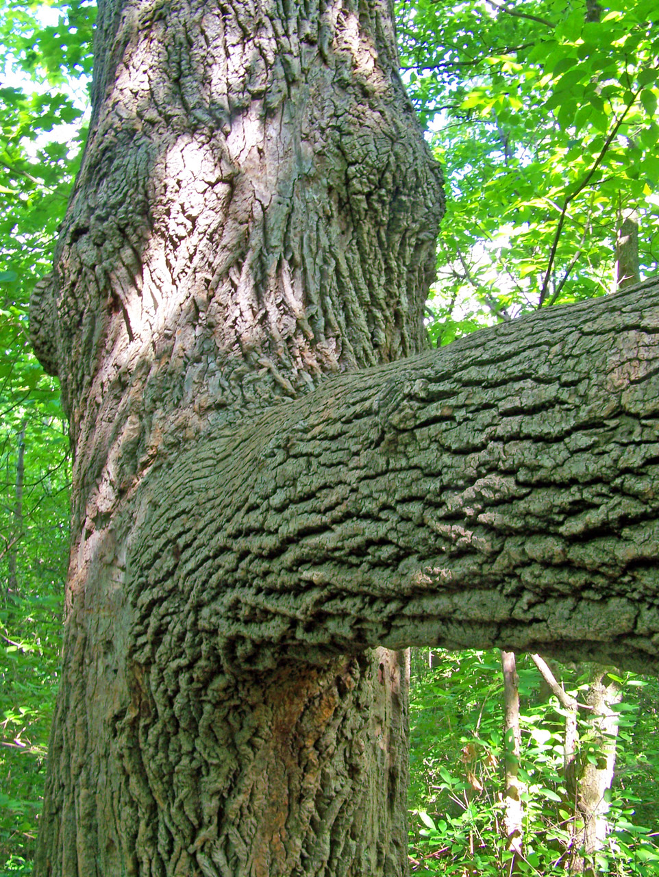 tree bark branch free photo