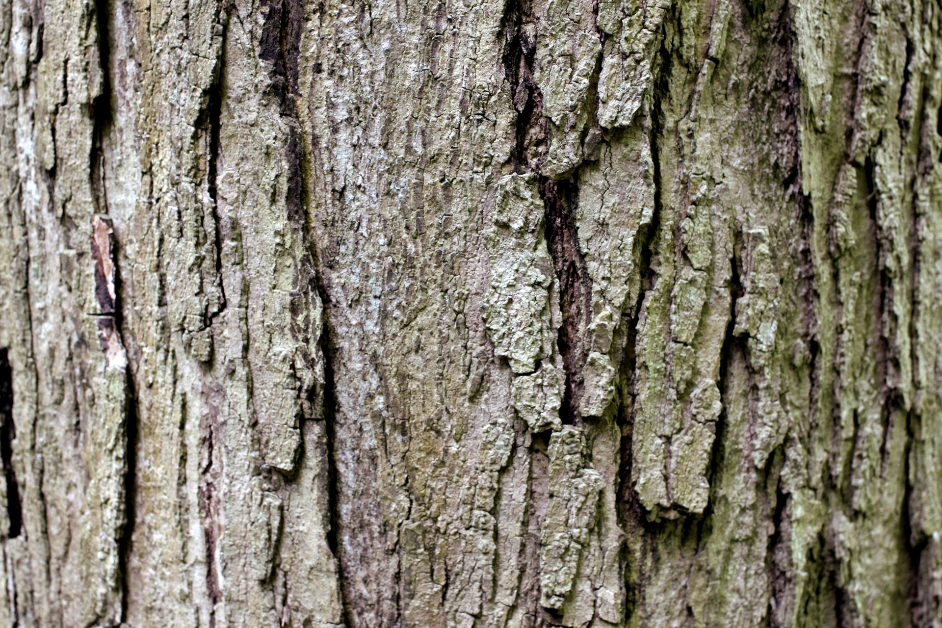 tree bark tree bark free photo