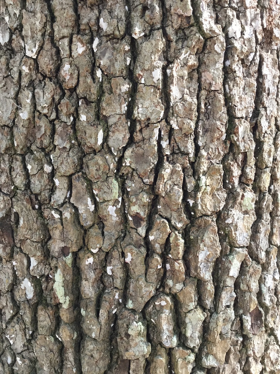 tree bark rough background free photo