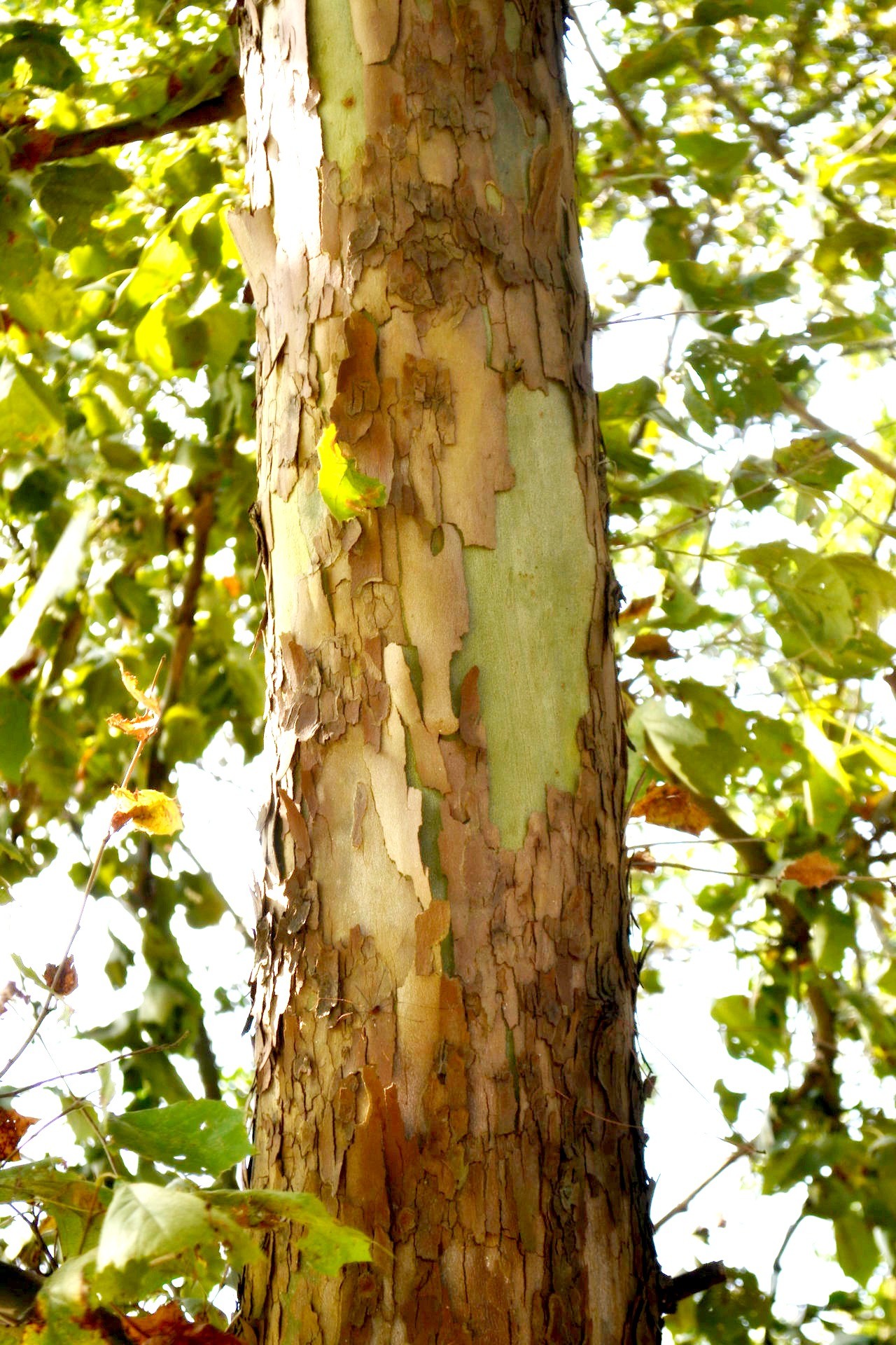 tree bark natural free photo