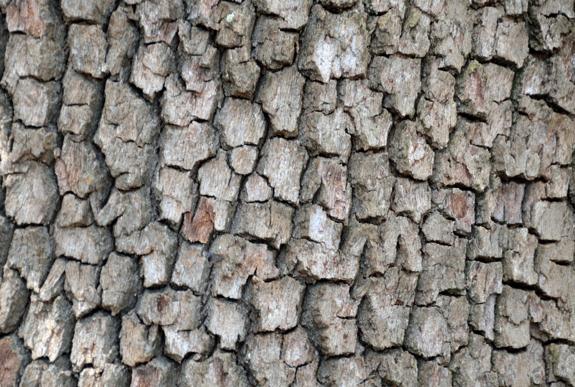 tree bark tree nature free photo