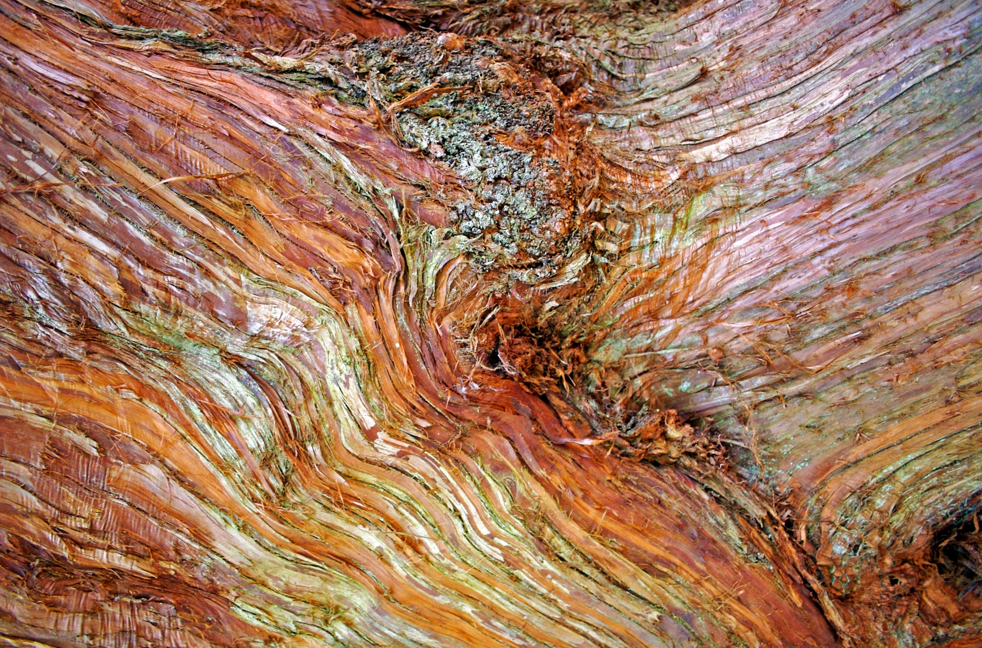 bark tree nature free photo