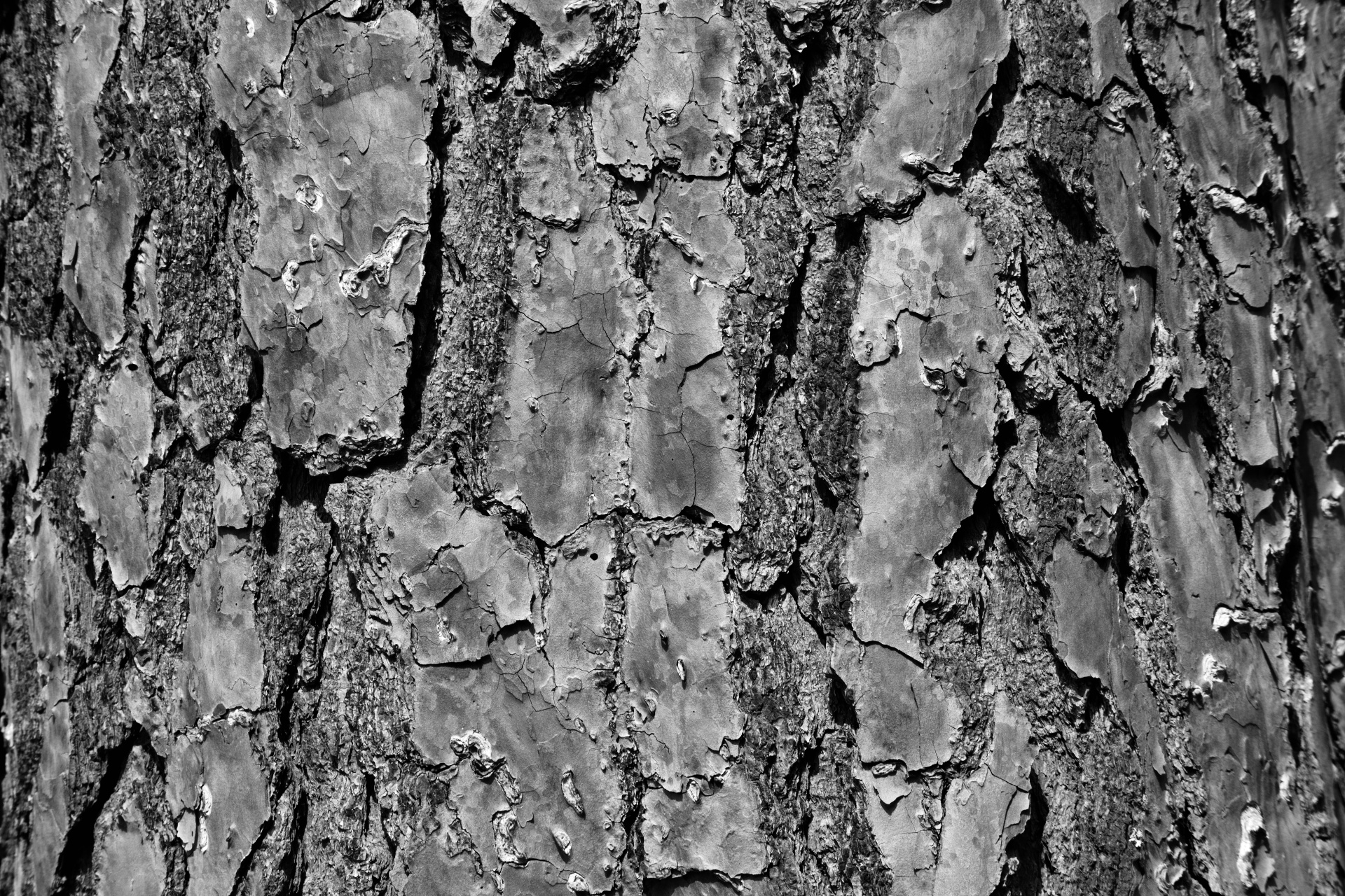 tree bark tree nature free photo