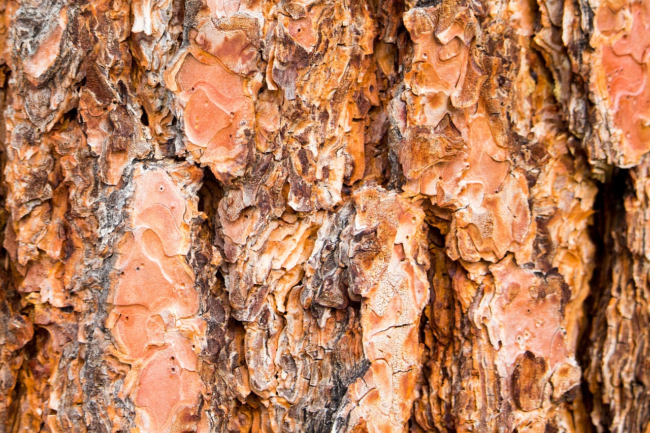 tree bark trunk texture free photo