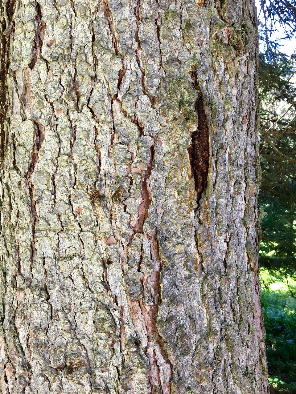 tree bark tribe wood free photo