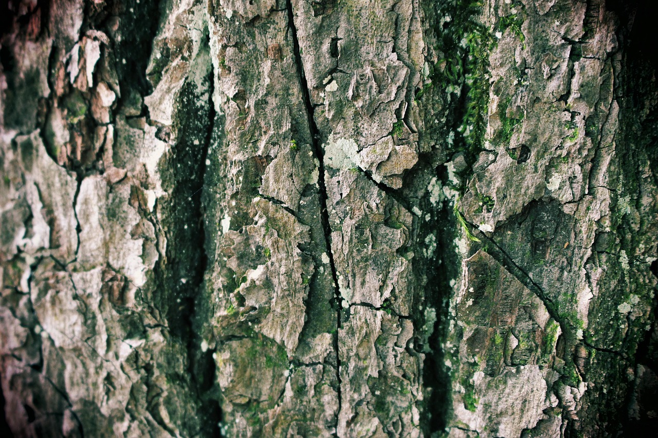 tree bark tree forest free photo